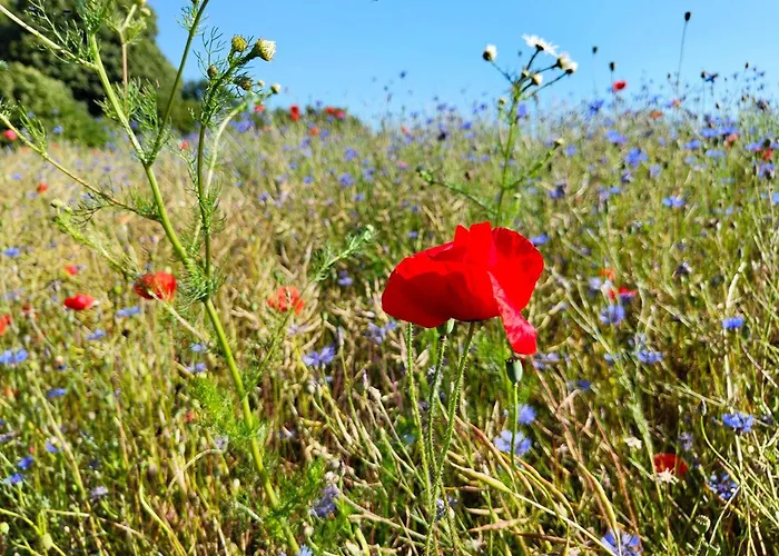 Reoh I Maisonette Am I Malerischer Ausblick I Beamer I Berlin In 30min Lejlighed Strausberg